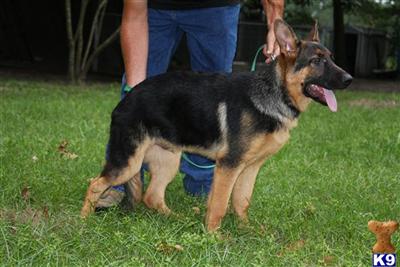 Dogs - German Shepherd